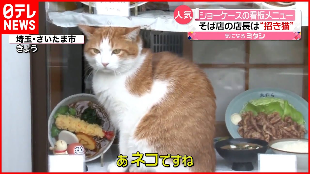 愛嬌たっぷりの看板ねこ　お客を呼ぶ蕎麦屋の招き猫ちゃんが可愛い【動画ニュース】