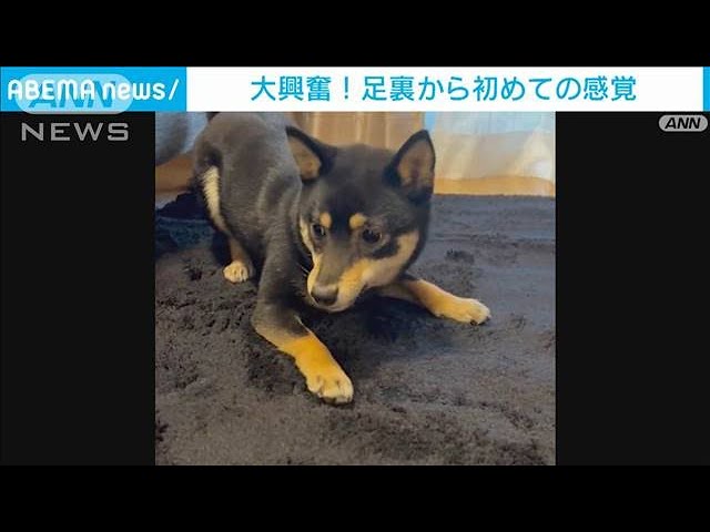 飛んだり跳ねたり大興奮の豆柴ちゃん♪　その理由に視聴者もほっこり