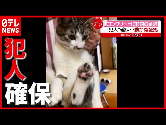 動かぬ証拠を突き付けられても「にゃんですか？」　とぼけ顔ねこちゃんが可愛すぎる【動画ニュース】