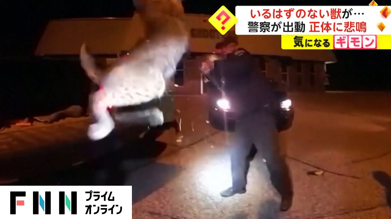 車のフロントグリルに獣が…!?警察官による捕獲劇の末に捕まった獣の正体は？【動画ニュース】