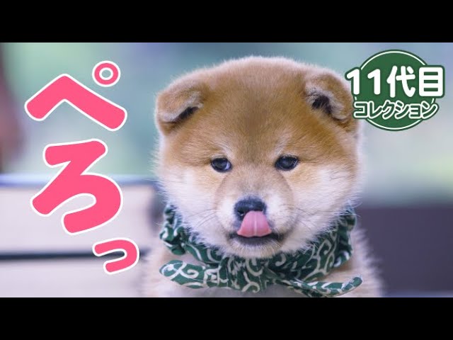 柴犬の11代目豆助は何をしていてもかわいさ満点!!まんまるのお顔に胸キュン120％！