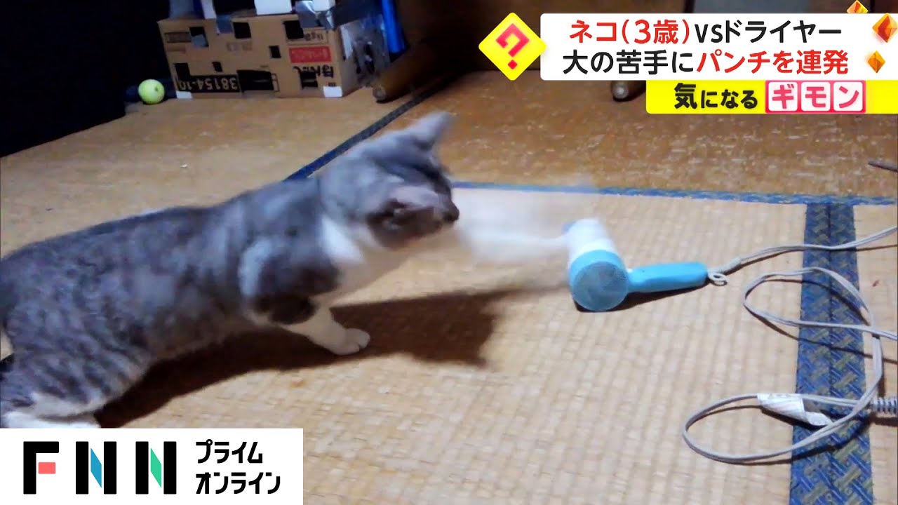 ドライヤーVS.ねこちゃん　必殺の猫パンチはドライヤーに通用するのか!?