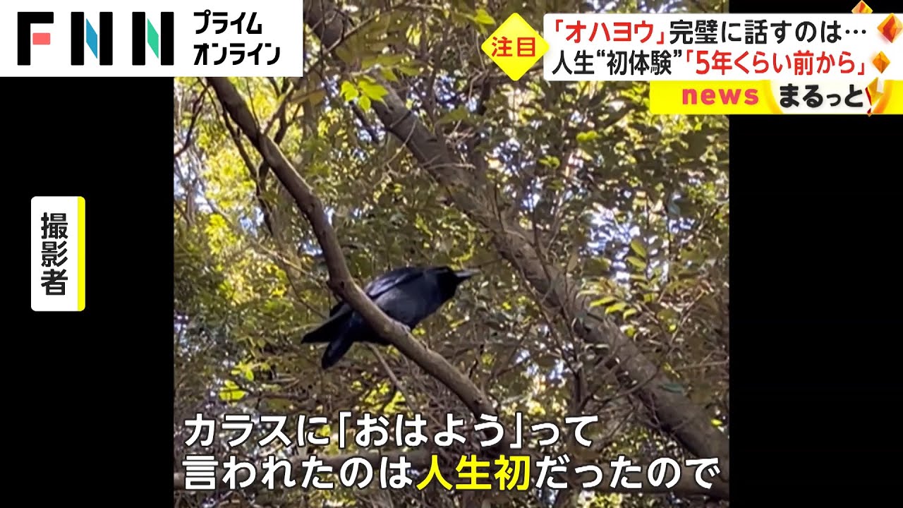 神社に現れた“オハヨウカラス”　カラスは喋れるって知ってた？