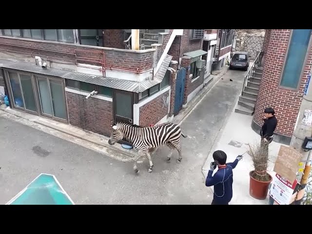 住宅街を散歩していたのは…シマウマ!?捕獲に使われた、とある道具とは？【動画ニュース】