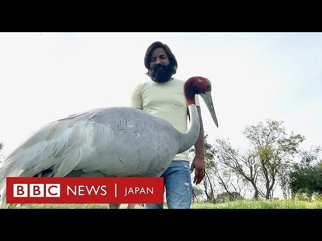 これぞ「ツルの恩返し」!?インドで話題の仲よしに映像にほっこり！