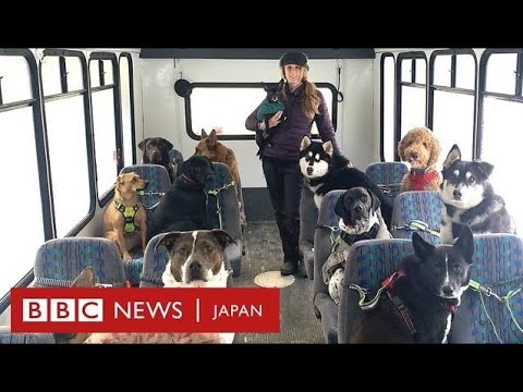 乗客はわんちゃんだけ？　世界初（!?）わんちゃんの通勤バスが運行開始！【動画ニュース】