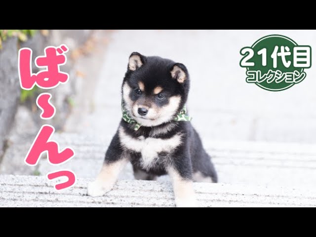 柴犬の21代目豆助はりりしさとかわいらしさが同居!?その愛らしさに癒やされます！【動画ニュース】