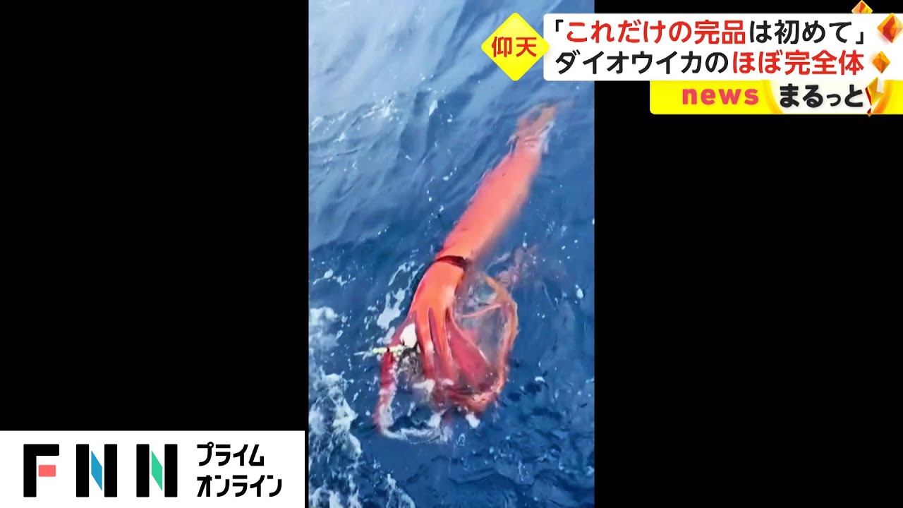 漁師もびっくりの超激レア！　釣り針にかかったのは“完全体”なあの巨大生物!!【動画ニュース】