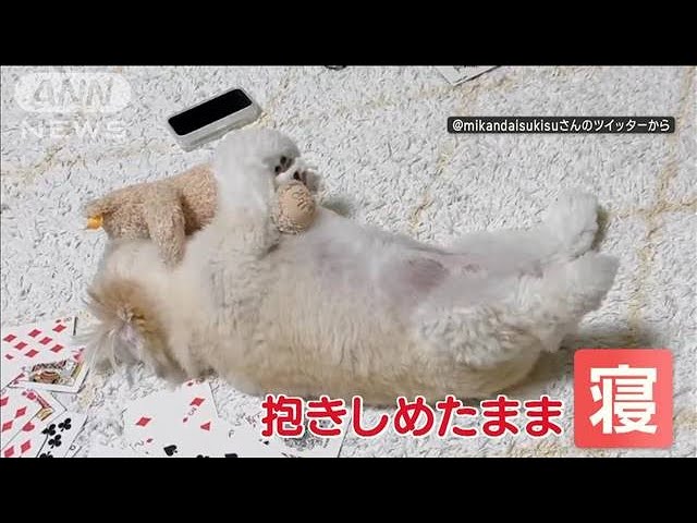 わずか数秒で爆睡！　お気に入りのぬいぐるみをぎゅーと抱きしめるわんちゃん♪【動画ニュース】