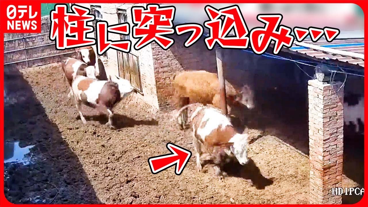 「モー嫌だ！」興奮した牛が牛舎を破壊するまでの一部始終!?【動画ニュース】