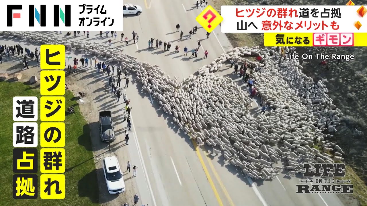 ひつじの大名行列が道路を占拠!?　数千頭のひつじの向かう先はどこ？【動画ニュース】【どうぶつ】