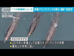 新種のクジラ、群れの撮影に成功！　希少な映像を撮ったのはドローン！【動画ニュース】【どうぶつ】