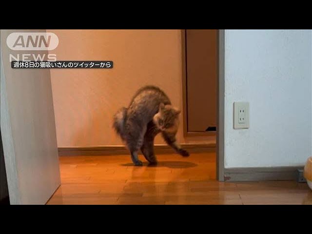 リアル“現場猫ポーズ”をするねこちゃんが登場！　謎のポーズに視聴者爆笑！【動画ニュース】【どうぶつ】