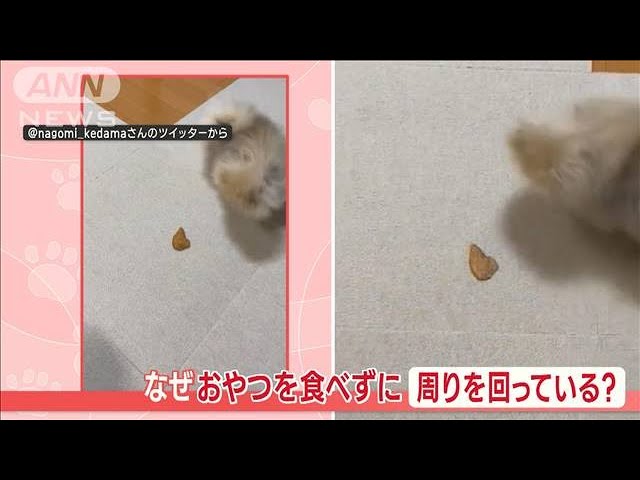 わんちゃんがおやつの周りをぐ～るぐる♪　「なんで食べないの？(笑)」と話題に【動画ニュース】【どうぶつ】