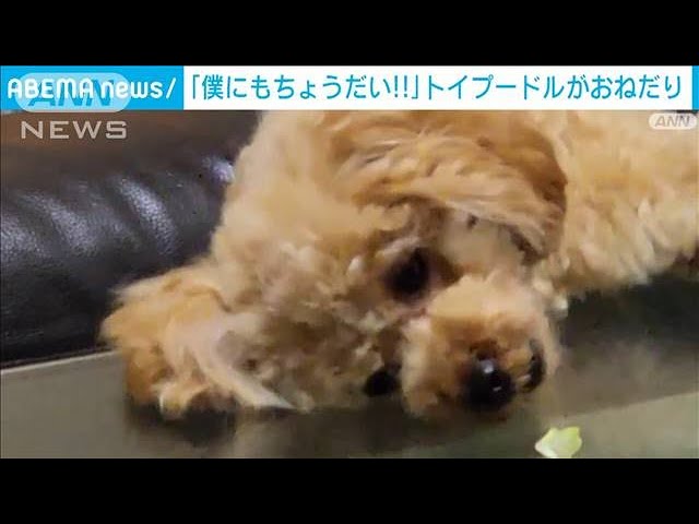 あとほんの少しで届くのに…トイプードルのわんちゃんが前足を伸ばしまくり【動画ニュース】【どうぶつ】