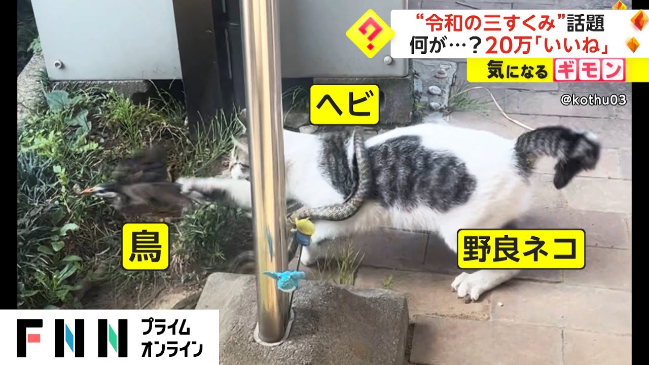 「これってどういう状況？」ヘビと猫と鳥が絡み合う動画がSNSで話題に【動画ニュース】