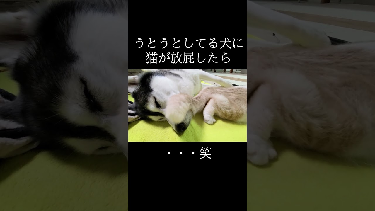 寝ているわんちゃんにねこちゃんが粗相!?　わんちゃんが思わず痙攣【動画ニュース】【どうぶつ】