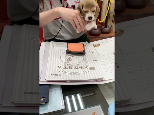 世界一カワイイ拇印誕生！　ビーグル子犬ちゃんの肉球拇印に視聴者悶絶【動画ニュース】【どうぶつ】