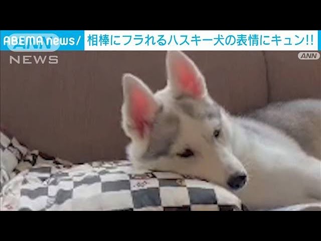 仲間にフラれてショックを受けるわんちゃん。しゅんとした表情に胸キュン！【動画ニュース】【どうぶつ】