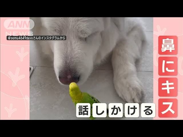 インコがわんちゃんに求愛!?　「チュッチュ」ッとキスを繰り返し猛アピール【動画ニュース】【どうぶつ】