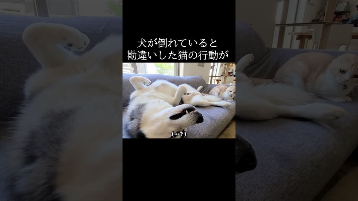 「大丈夫？」寝ているわんちゃんを心配する優しさ溢れる子猫ちゃん【動画ニュース】【どうぶつ】