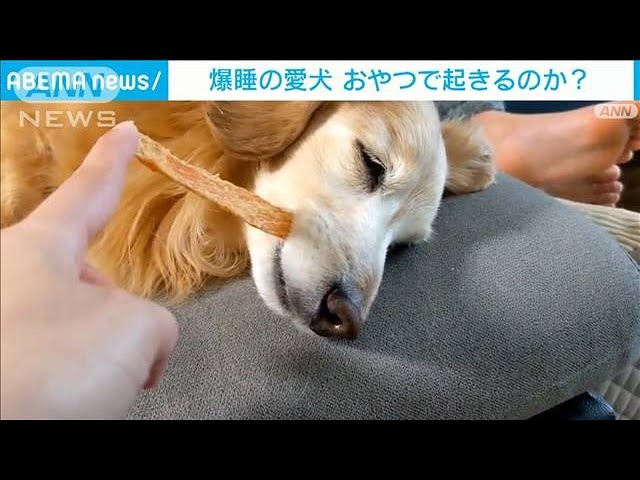 お昼寝中のわんちゃんにご主人がいたずら♪　寝ながらむしゃむしゃなわんちゃんに悶絶【動画ニュース】【どうぶつ】