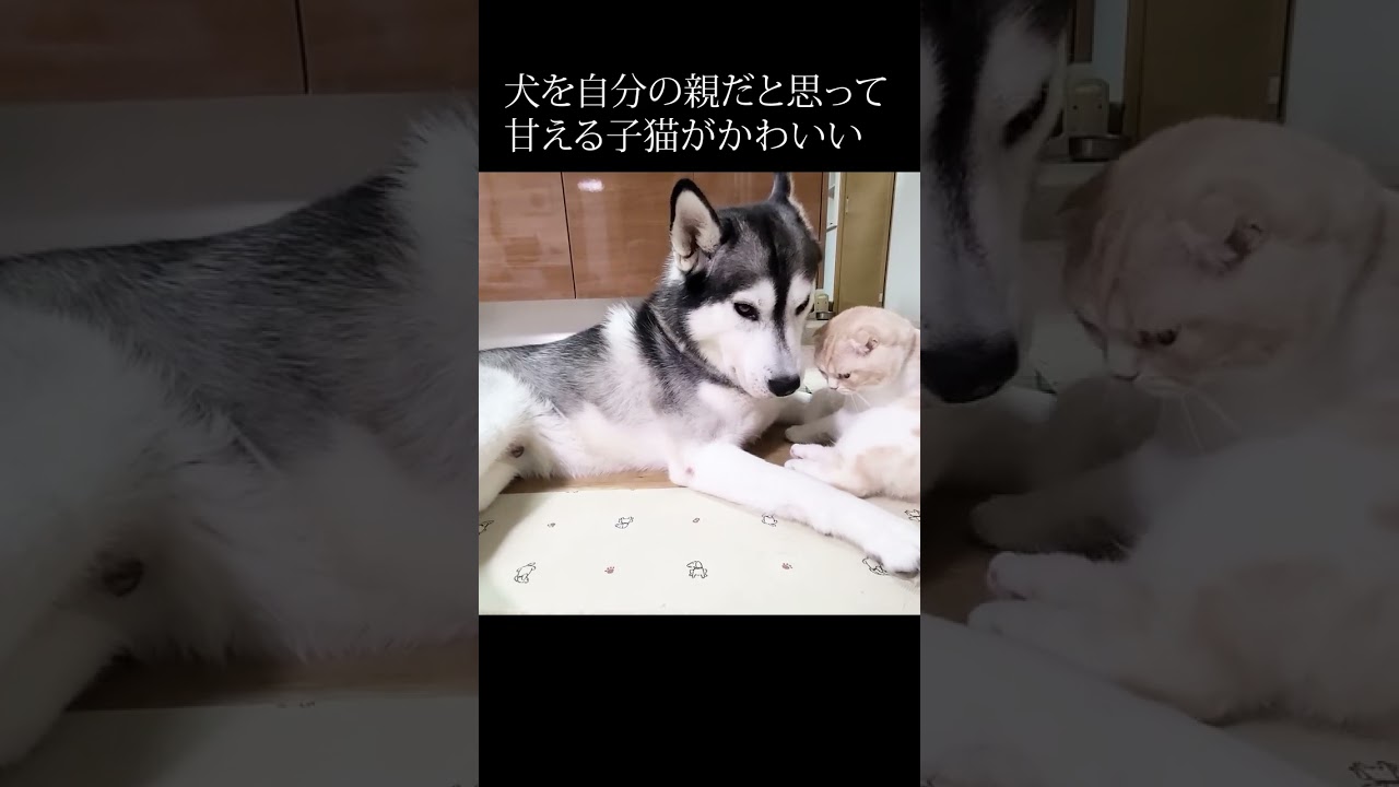 かわいい子猫ちゃんがハスキー犬に可愛く甘えまくる♪　仲良しな2匹にほっこり【動画ニュース】【どうぶつ】