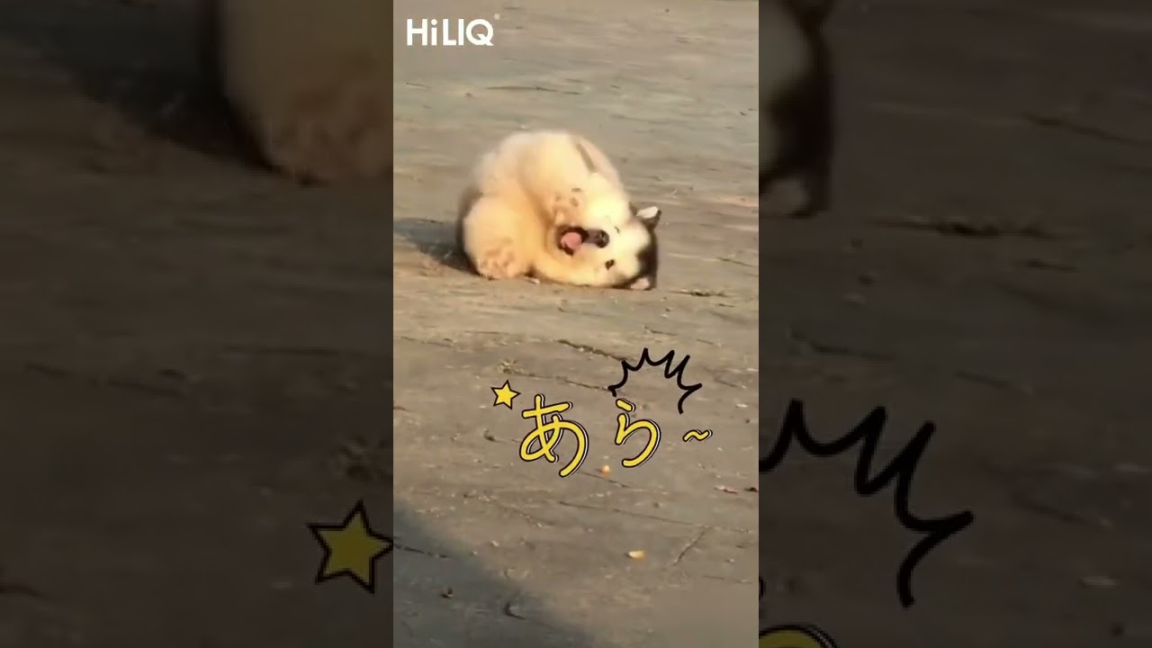 ころころポテン♪　階段から転げ落ちる子犬ちゃんがたまらなく可愛い【動画ニュース】【どうぶつ】　