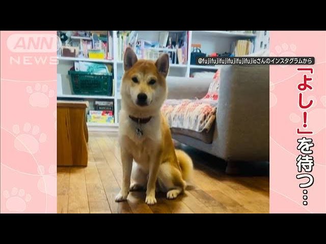 「そりゃないワン！」ご主人のボケに全力でリアクションする柴犬がおもろかわいい【動画ニュース】【どうぶつ】