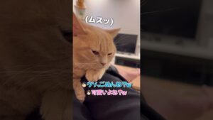 ご主人のひと言で不機嫌になるかわいい猫ちゃん　猫ちゃんにだって禁句はあるんです【動画ニュース】【どうぶつ】