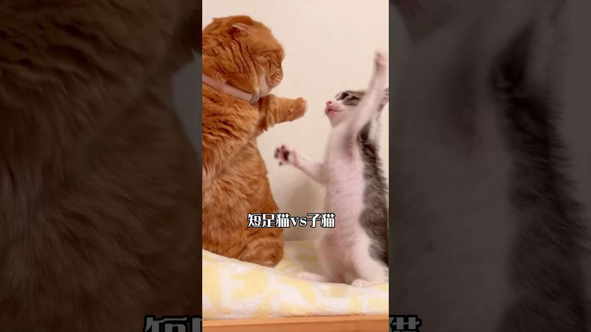 マンチカンvs.子猫　猫パンチの応酬がほっこりしてかわいい♪【動画ニュース】【どうぶつ】