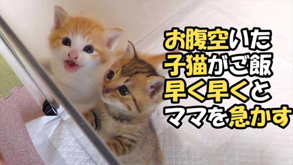 「早く～」「お腹すいた～」ご飯が待ちきれないかわいい子猫ちゃんたち