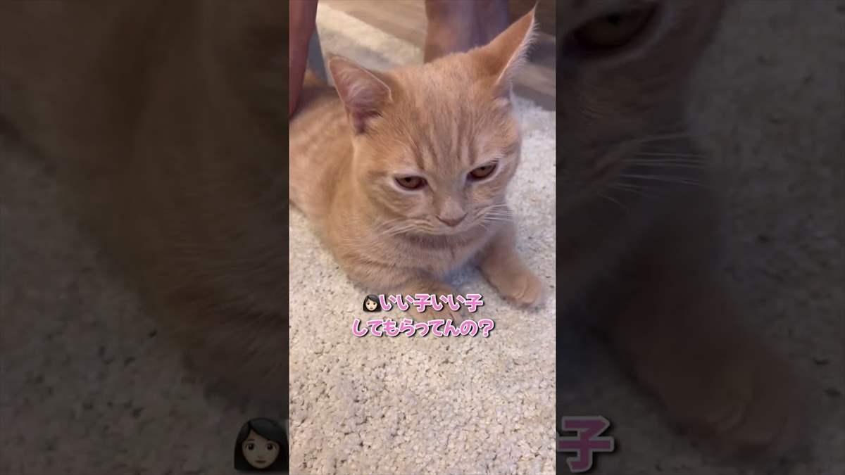 かまって欲しい子猫ちゃんが「ママ」と訴える動画が可愛すぎる♪【動画ニュース】【どうぶつ】