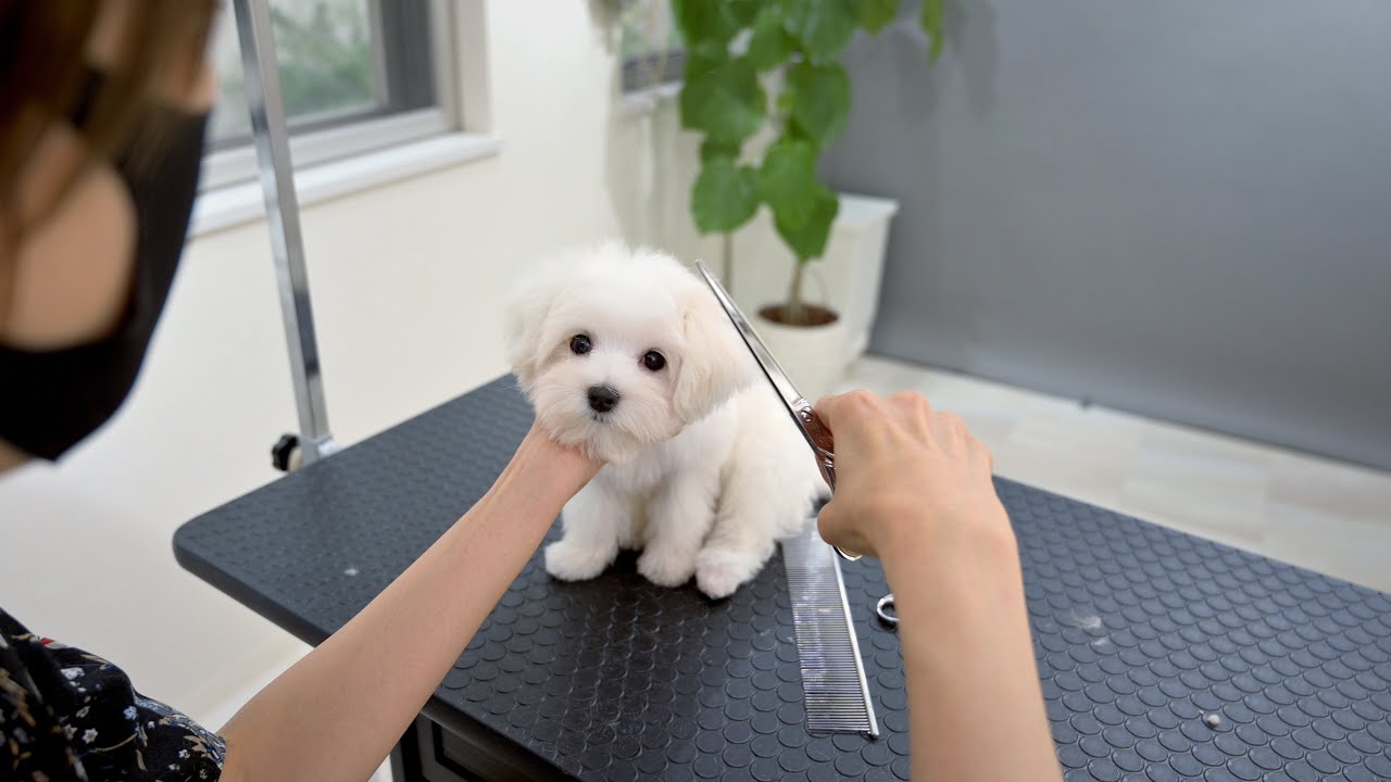 マルチーズの子犬ちゃん　トリミング中に寝てしまう姿がかわいい【動画ニュース】【どうぶつ】