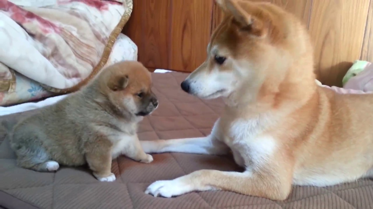 かわいい小紫ちゃんのわんパンチの破壊力にノックアウト続出!?　【動画ニュース】【どうぶつ】