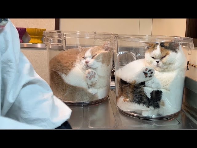 「これは罠だ！」透明バケツの誘惑に逆らえないねこちゃんたちが面白すぎる【動画ニュース】【どうぶつ】