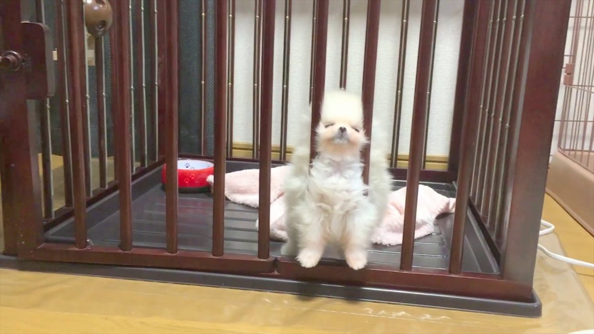 ケージをすり抜けちゃうかわいい子犬ちゃん　その技を受け継いだのは!?