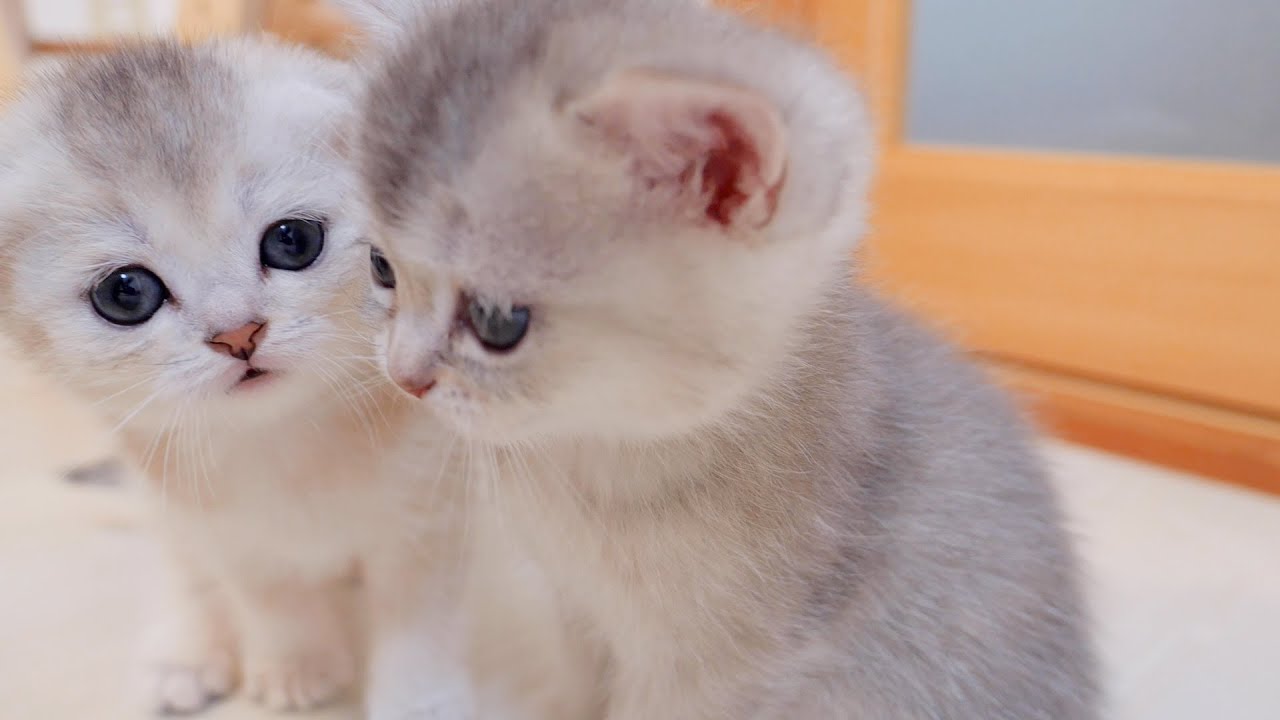 子猫ちゃんパラダイス！　4匹のかわいい子猫ちゃんたちがくつろぐ空間が天国すぎる【動画ニュース】【どうぶつ】