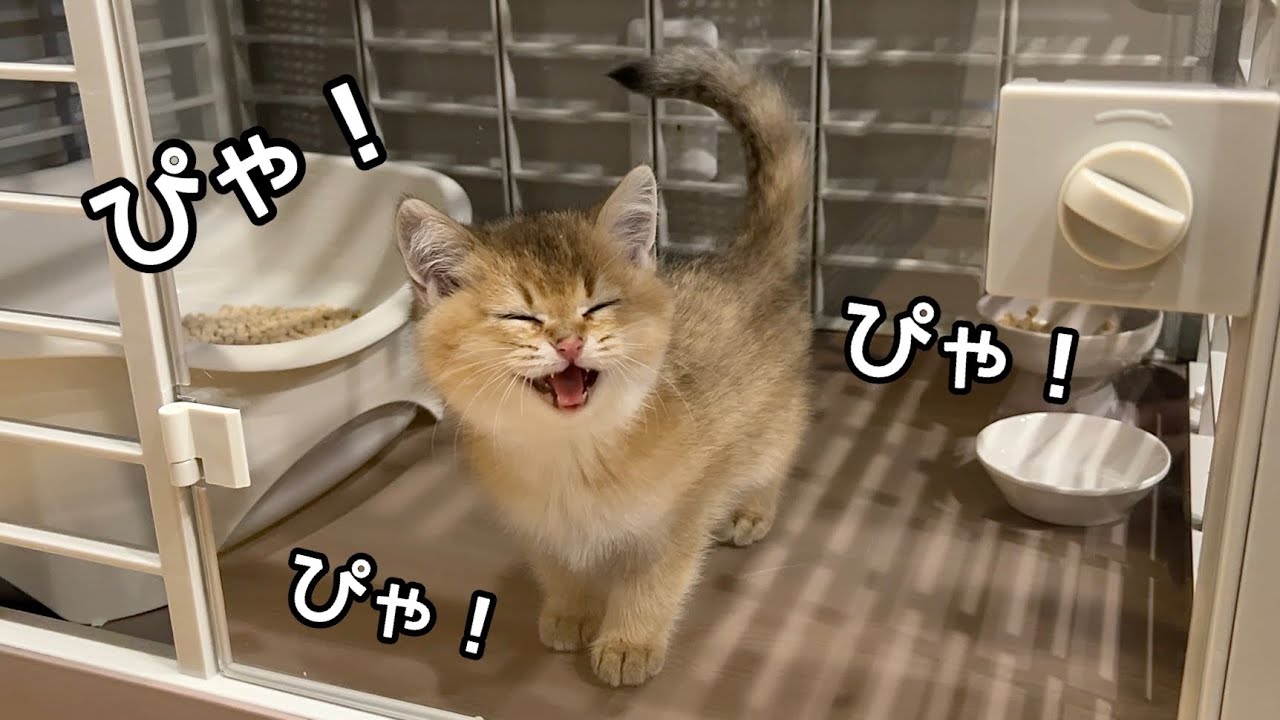 「ねこちゃんだよね？」かわいい子猫ちゃんの鳴き声がどう聞いてもわんちゃんだった【動画ニュース】【どうぶつ】