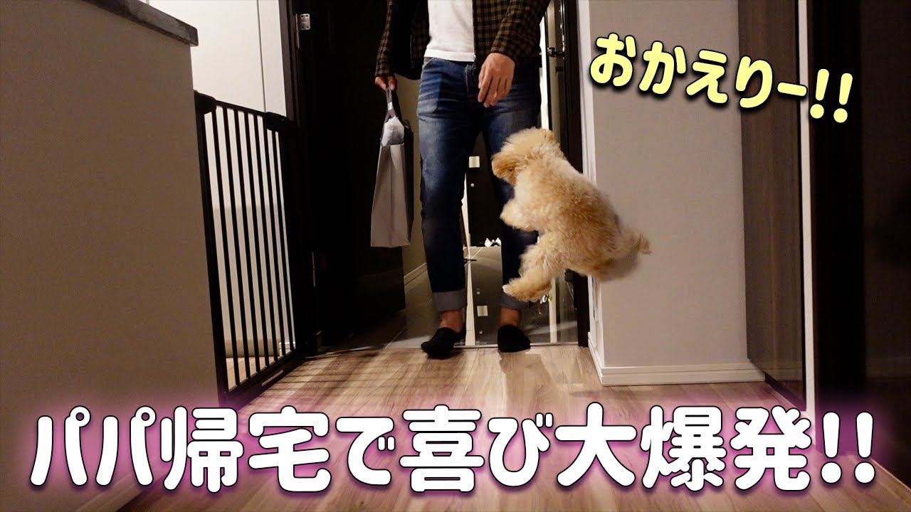 びっくりするぐらいテンションMAX　パパが帰ってきて喜びまくるかわいい子犬ちゃん【動画ニュース】【どうぶつ】