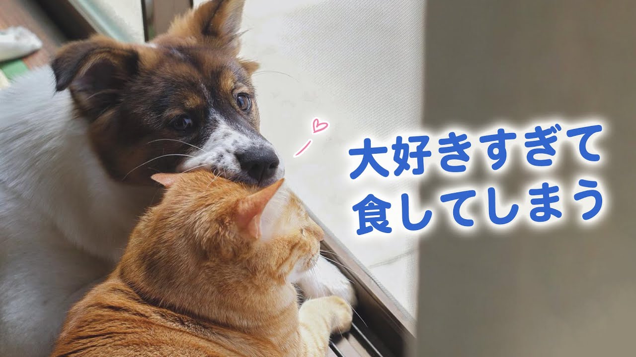 わんちゃんと猫ちゃんの絆にほっこり　でも愛情表現が独特すぎない!?【動画ニュース】【どうぶつ】