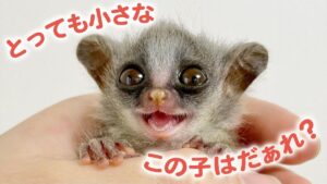 小さなおさるのショウガラゴの家族物語！優しさいっぱいの姿は癒やし度満点!!【動画ニュース】【どうぶつ】