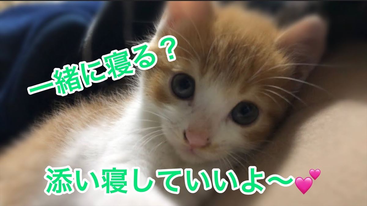 子猫ちゃんと添い寝できる動画が話題に！かわいい幸せタイムをどうぞ♪【動画ニュース】【どうぶつ】