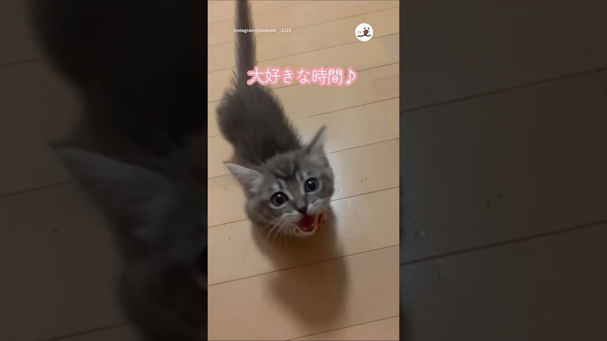 子猫ちゃん、お腹が空いたら鳴いてアピール！かわいい鳴き声に思わずメロメロ♪【動画ニュース】【どうぶつ】