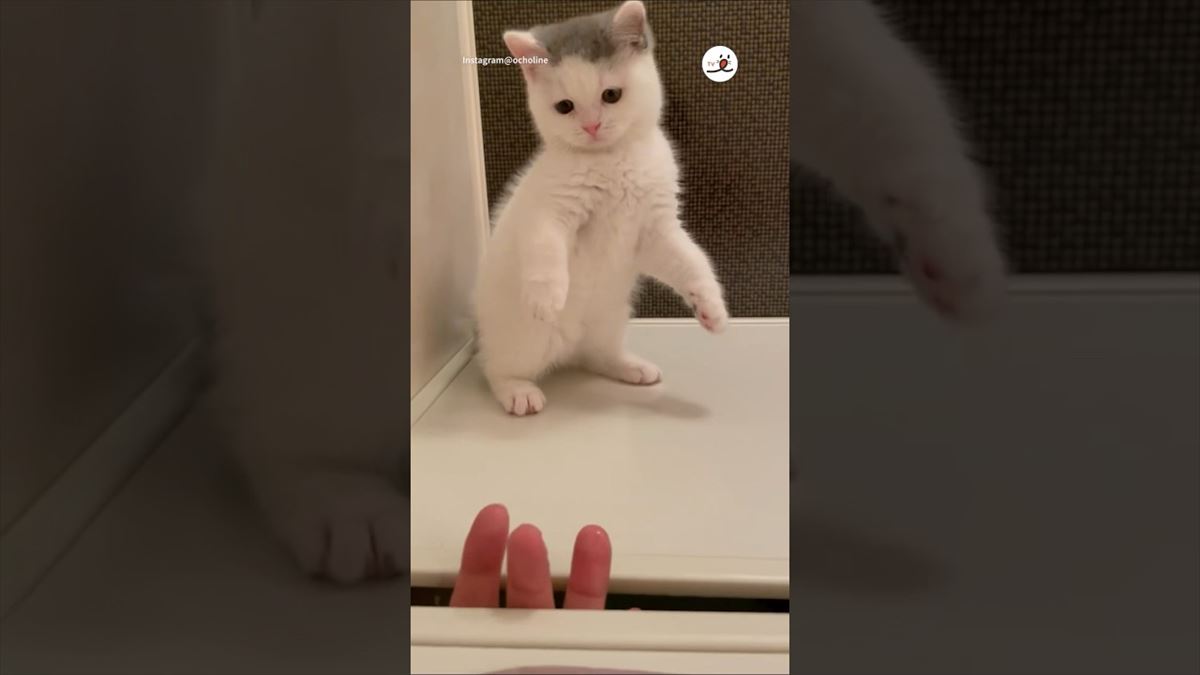 子猫ちゃんの目の前に摩訶不思議な敵が出現！その大奮闘ぶりがかわいい！【動画ニュース】【どうぶつ】