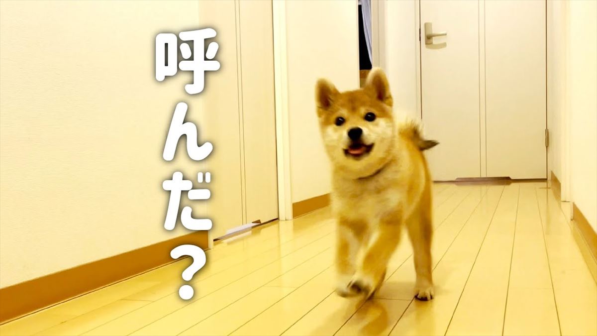 かわいい子犬が「おいで」の練習で奮闘中！一生懸命な姿に笑みがこぼれます!!【動画ニュース】【どうぶつ】