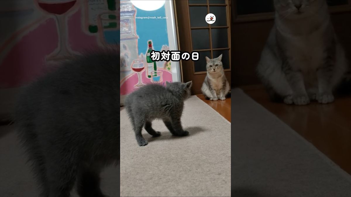 かわいい子猫ちゃんが先輩ニャンコに盾突く!?かわいい睨み合いに思わずニンマリ【動画ニュース】【どうぶつ】