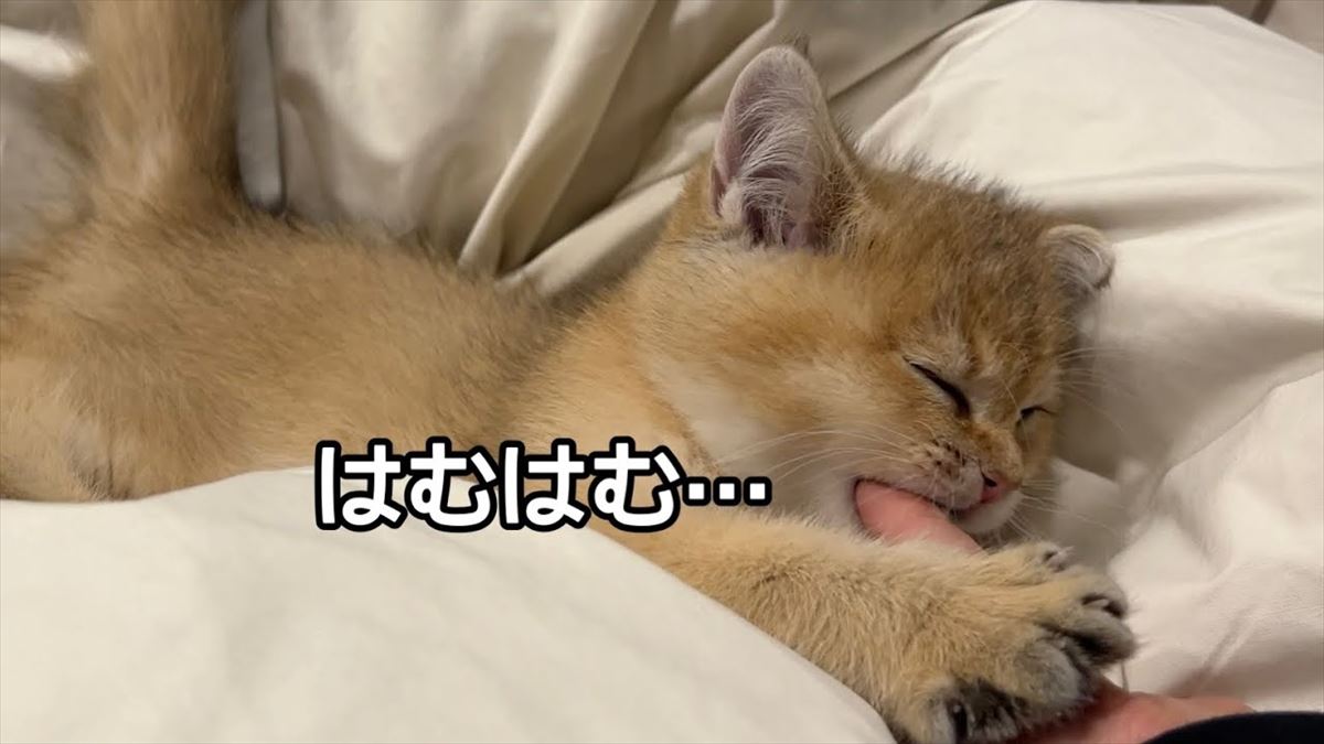 かわいい子猫ちゃん、寝る前にひと遊び？愛らしい夜のルーティンにほっこり！【動画ニュース】【どうぶつ】