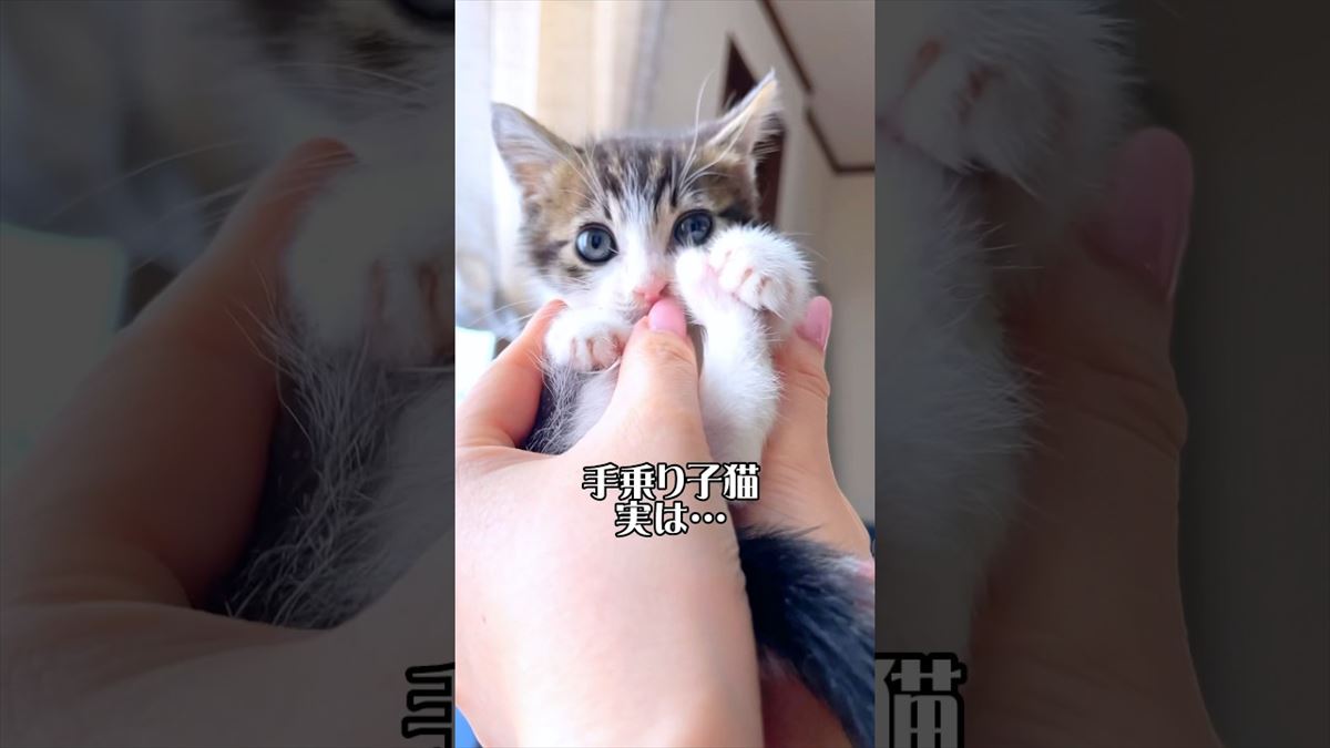 かわいい子猫ちゃんに秘密あり!?表情を見ているだけでも胸キュンしちゃいます！【動画ニュース】【どうぶつ】