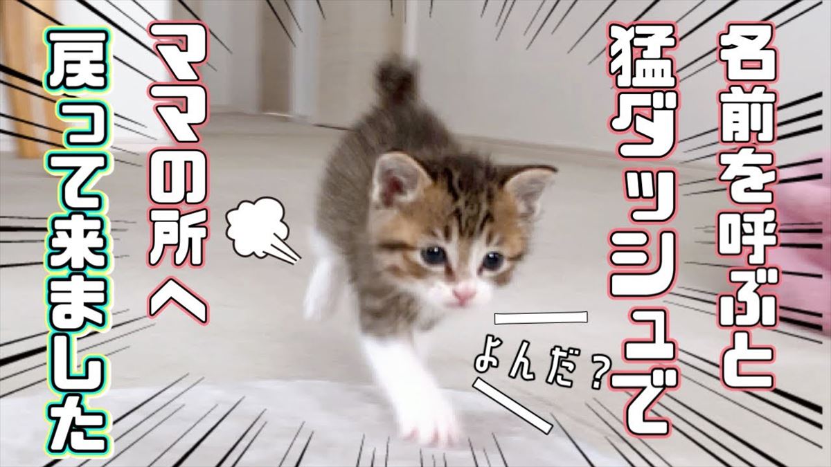 かわいい子猫ちゃんのほんわかライフ！呼ばれてダッシュする姿がキュートで胸キュン!!【動画ニュース】【どうぶつ】